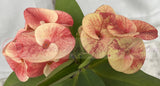 Euhorbia Milii CALIFORNIA SUNRISE Crown Of Thorns Corona de Cristo