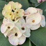 Euphorbia Milii TWILIGHT WONDER Crown Of Thorns Thai Hybrid Corona de Cristo