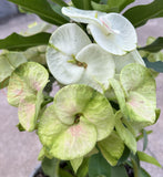 Euphorbia Milii Crown of Thorns "Southern Elegance" Thai Hybrid Coronas de Cristo