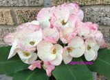 Euhorbia Milii Crown Of Thorns Premium Genetics Corona de Cristo