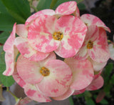 Euphorbia Milii HARLEQUIN Crown of Thorns Corona de Cristo Thai Hybrid