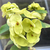 Euphorbia Milii 'Parisienne" Crown of Thorns Corona De Cristo Succulent