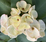 Euphorbia Milii TWILIGHT WONDER Crown Of Thorns Thai Hybrid Corona de Cristo