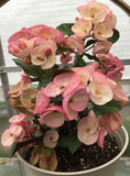 Crown of Thorns 'Angelique' Euphorbia Milii Corona de Cristo Cactus Plant