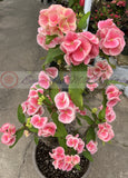 Euphorbia Milii BLESSING Crown Of Thorns  Corona de Cristo Cactus Succulents Tropicals