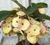 Euhorbia Milii Crown Of Thorns "Spanish Cream" COLLECTOR'S COLLECTION