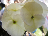 Euphorbia Milii BRIDAL WHITE Crown of Thorns Corona de Cristo Succulent