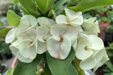 Euphorbia Milii Crown of Thorns "Southern Elegance" Thai Hybrid Coronas de Cristo