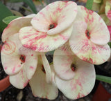 Euphorbia Milii MIDORI Crown of Thorns Corona De Cristo Poysean Thai Hybrid