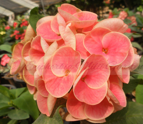 Euphorbia Milii SNOWFIRE Crown of Thorns  Corona de Cristo