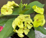 Euphorbia Milii 'Parisienne" Crown of Thorns Corona De Cristo Succulent