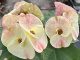Euphorbia Milii TWILIGHT WONDER Crown Of Thorns Thai Hybrid Corona de Cristo
