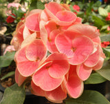 Euphorbia Milii SNOWFIRE Crown of Thorns  Corona de Cristo