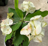 Euphorbia Milii Crown of Thorns "Southern Elegance" Thai Hybrid Coronas de Cristo