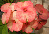 Euphorbia Milii SAFARI SUNSET Crown of Thorns Corona de Cristo Giant