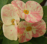 Euphorbia Milii HARLEQUIN Crown of Thorns Corona de Cristo Thai Hybrid
