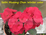 Euphorbia Milii SETHEE MUEANG CHAN Crown of Thorns Corona de Cristo Gigantic Flowers