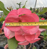 Euphorbia Milii SETHEE KOHN CAEN Crown of Thorns Corona de Cristo Giant Flowers