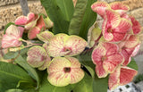 Euphorbia Milii SNOWFIRE Crown of Thorns  Corona de Cristo