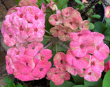 Euhorbia Milii Crown Of Thorns Corona de Cristo 'Name it Yourself' Pink Variety