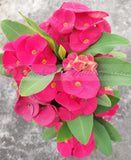 Euphorbia Milii VIOLET QUEEN Crown Of Thorns Corona de Cristo Thai Hybrid
