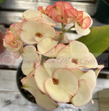 Euphorbia Milii Charoen Lap Crown of Thorns  Corona de Cristo