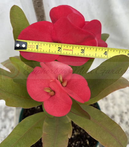 Euphorbia Milii HWAN CHAI Crown Of Thorns  Corona de Cristo