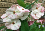 Euhorbia Milii Crown Of Thorns Corona de Cristo PAPERINA