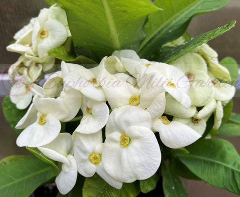 Euphorbia Milii SIAM WHITE Crown of Thorns Corona de Cristo Poysean Succulents Tropicals