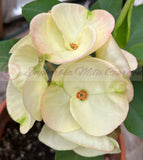 Euphorbia Milii TWILIGHT WONDER Crown Of Thorns Thai Hybrid Corona de Cristo