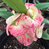Euphorbia Milii MIRELLA Crown of Thorns Corona De Cristo Poysean