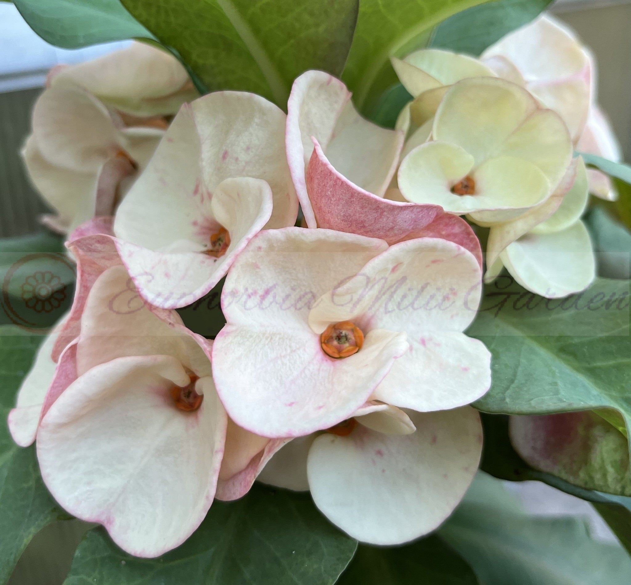 Euphorbia Milii BEAUTY QUEEN Crown Of Thorns Corona de Cristo