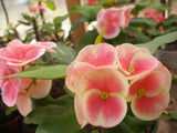 Euphorbia Milii BLESSING Crown Of Thorns  Corona de Cristo Cactus Succulents Tropicals