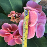 Euphorbia Milii SETHEE MUEANG CHAN Crown of Thorns Corona de Cristo Gigantic Flowers