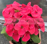 Euphorbia Milii WONDERFUL Crown Of Thorns Corona de Cristo