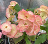 Euphorbia Milii UDOM PHON Crown of Thorns Corona de Cristo Cactus Thai Hybrid