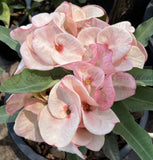 Euphorbia Milii Crown of Thorns "Mon Rak" Coronas de Cristo Thai Hybrid