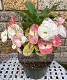 Euphorbia Milii PHOB SUK Crown of Thorns Corona de Cristo Premium Hybrid