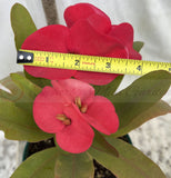Euphorbia Milii Crown of Thorns Rooted Cuttings Coronas de Cristo Thai Hybrid