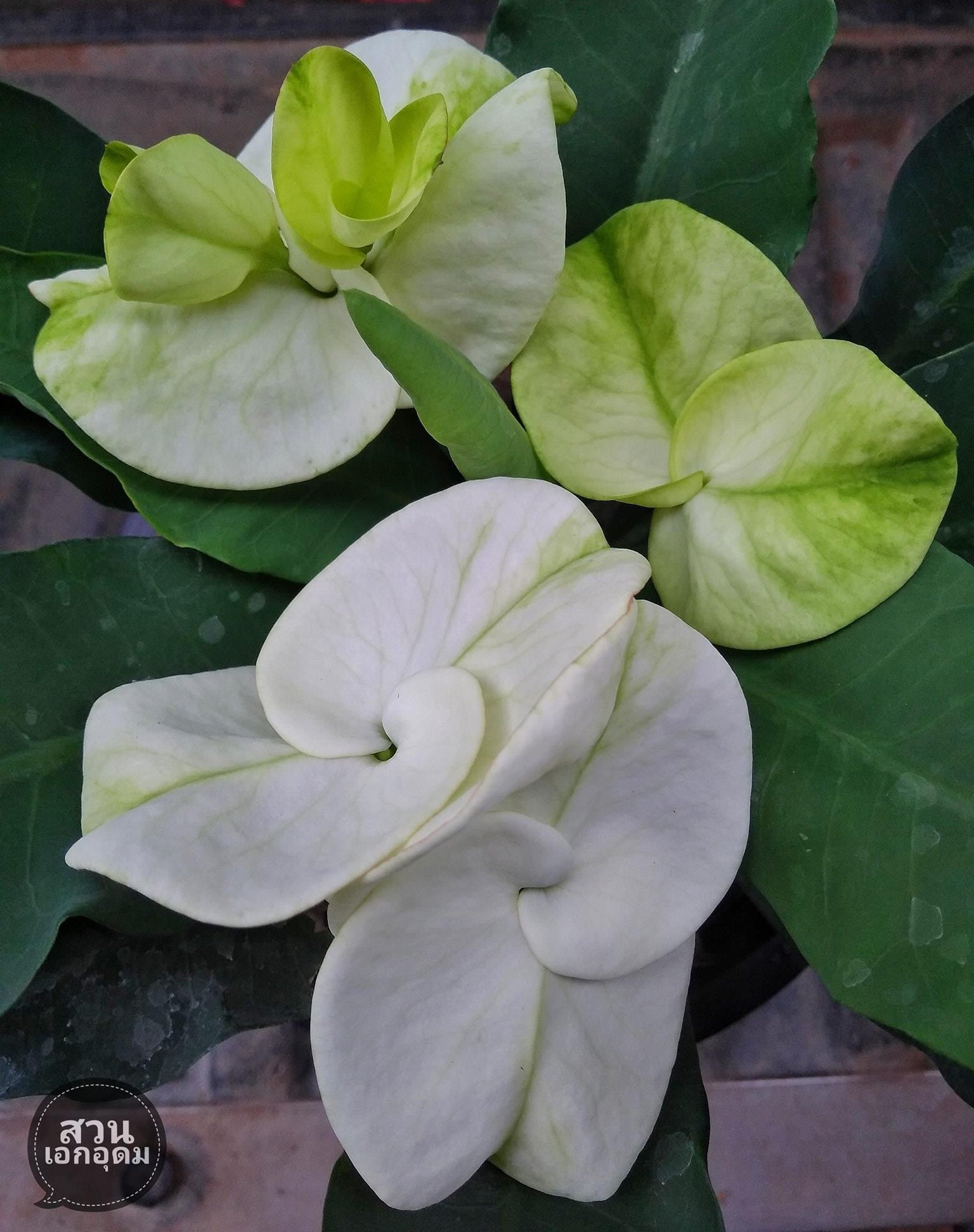 Euphorbia Milii MOONLIGHT JADE Crown of Thorns Corona de Cristo