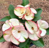 Euphorbia Milii THE GREAT DIVIDE (Phet Udom) Crown of Thorns Corona de Cristo Thai Hybrid