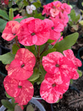 Euphorbia Milii "Cerise" Crown Of Thorns Thai Hybrid Corona de Cristo