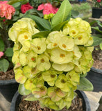 Euphorbia Milii YELLOW DELUXE Crown of Thorns  Corona de Cristo Rare Plant