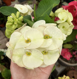 Euphorbia Milii WHITE VARIETY 'White Pom Pom ' Crown Of Thorns Corona de Cristo Rare