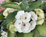 Euphorbia Milii WHITE VARIETY 'White Pom Pom ' Crown Of Thorns Corona de Cristo Rare