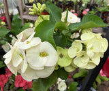 Euphorbia Milii PomPom White Crown of Thorns – Starter Cutting