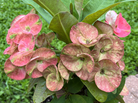 Euhorbia Milii Crown Of Thorns Corona de Cristo WINTER SPRING