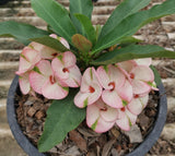 Euphorbia Milii THE GREAT DIVIDE (Phet Udom) Crown of Thorns Corona de Cristo Thai Hybrid