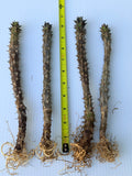 Euphorbia Milii Crown of Thorns "Yod Khon Phon" Coronas de Cristo Thai Hybrid