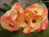 Euphorbia Milii GOLD GLAM Crown Of Thorns Corona de Cristo Cactus